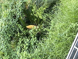 ベランダから見える謎のもの．ソテツ（蘇鉄）の雄花らしい.jpeg