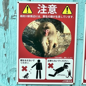根府川駅には野生の猿がいるらしい．.jpeg