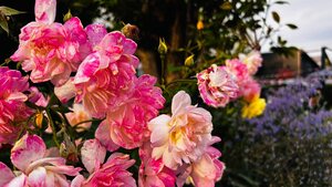 IMG_0154.JPG