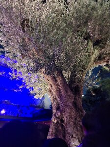 IMG_0274.JPG